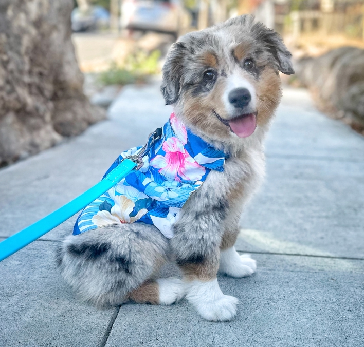 Tommy Bahama K9 Wear