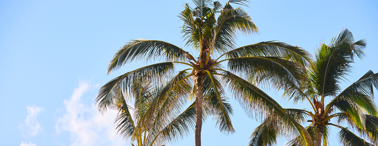 Paradise Pop-Ups