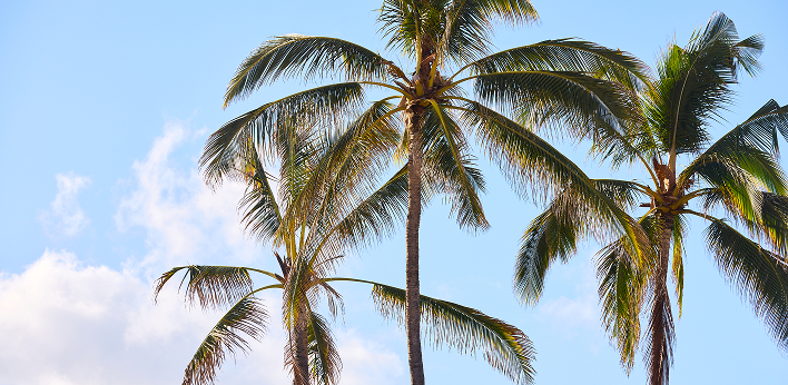 Paradise Pop-Ups