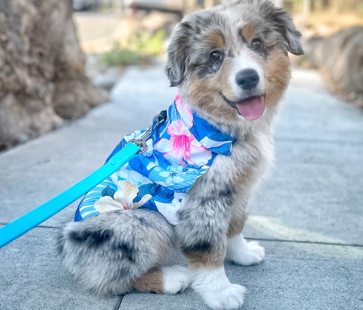 Tommy Bahama Pet Accessories