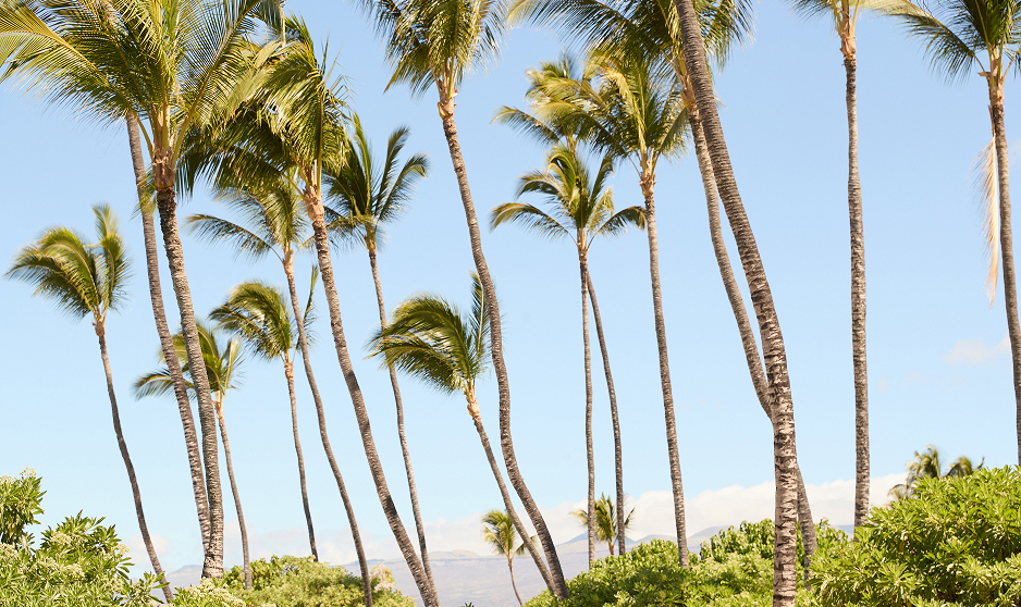 Image of Palm Trees