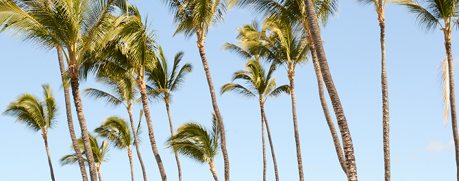 Image of Palm Trees
