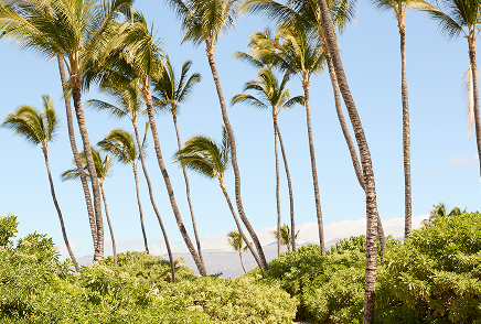 Image of Palm Trees