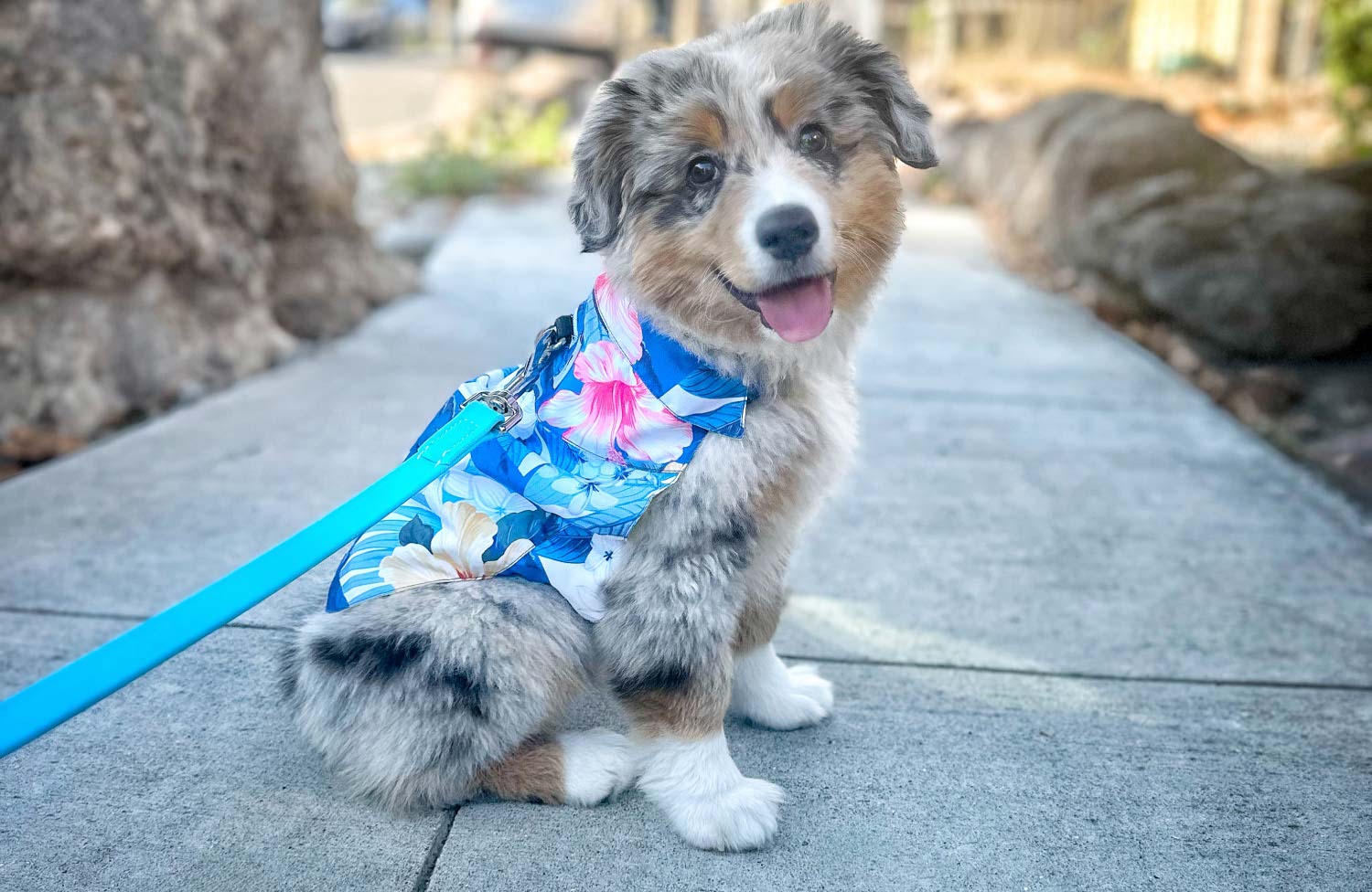 Dog in Tommy Bahama K9 Wear