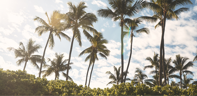 Beautiful palm trees