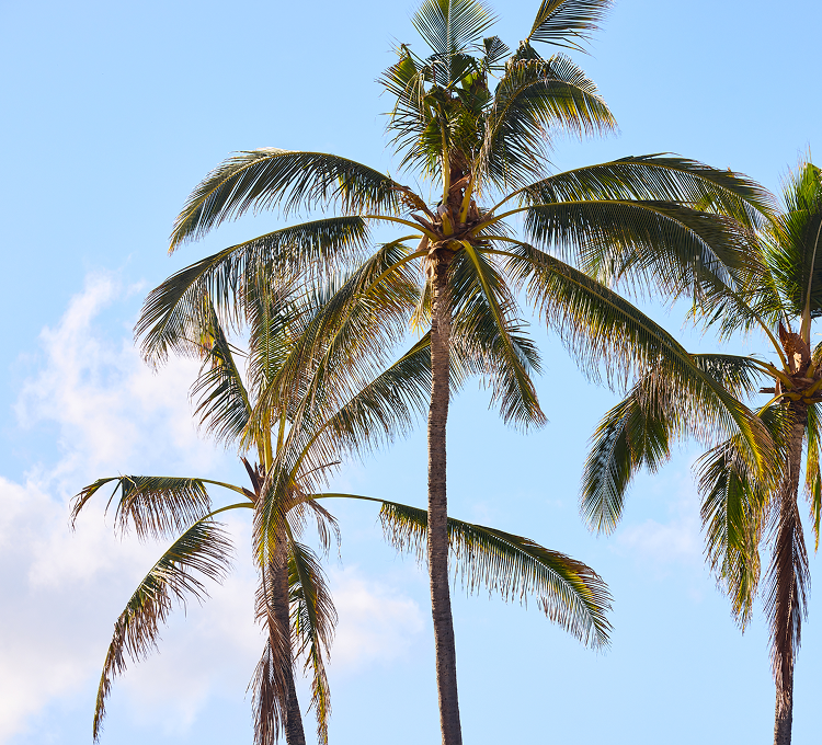 Paradise Pop-Ups